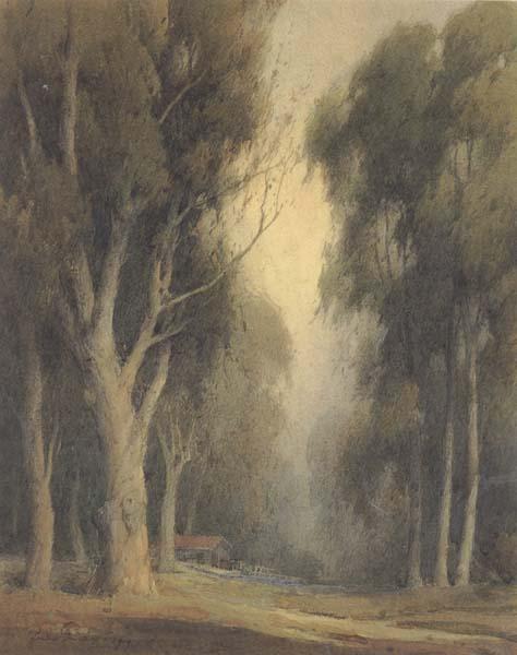  Eucalyptus Trees,Burlingame